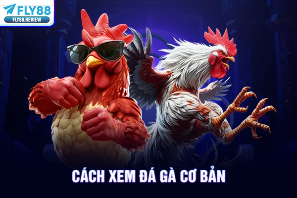 Cách xem đá gà cơ bản Cách xem đá gà cơ bản