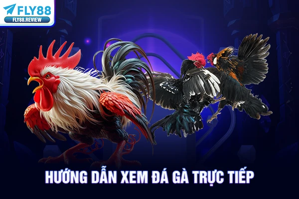 Hướng dẫn xem đá gà trực tiếp Hướng dẫn xem đá gà trực tiếp